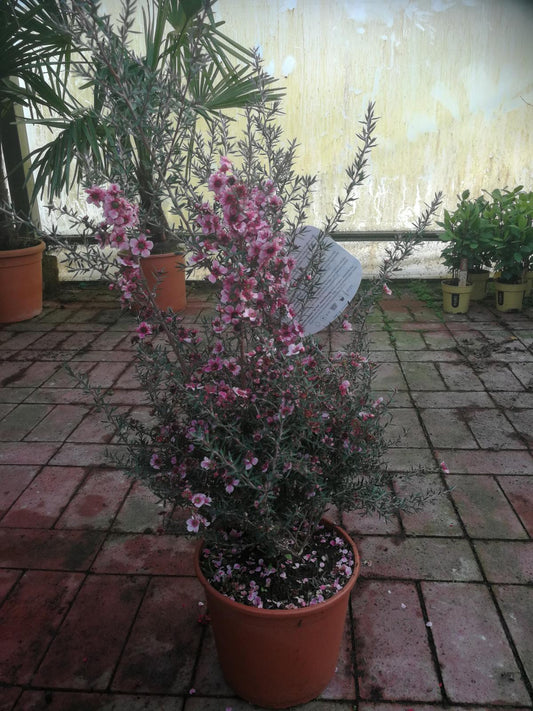 Myrta z jižního moře 40-45 cm Leptospermum scoparium - Manuka