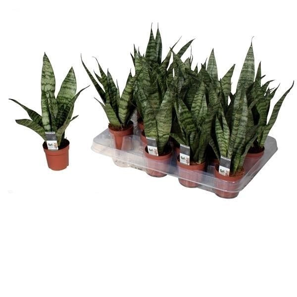 Sansevieria Black Coral Bogenhanf bessere Raumluft Zimmerpflanze