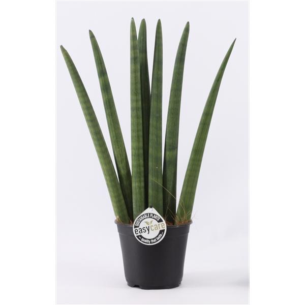 Sansevieria Cylindrica Straight Bogenhanf Schwiegermutterzunge bessere Raumluft
