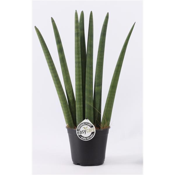 Sansevieria Cylindrica Straight  Bogenhanf Schwiegermutterzunge bessere Raumluft