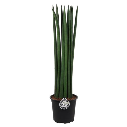 Sansevieria válcovitá (Sansevieria Cylindrica Straight Snake Plant) Tchynin jazyk zlepšuje vnitřní vzduch