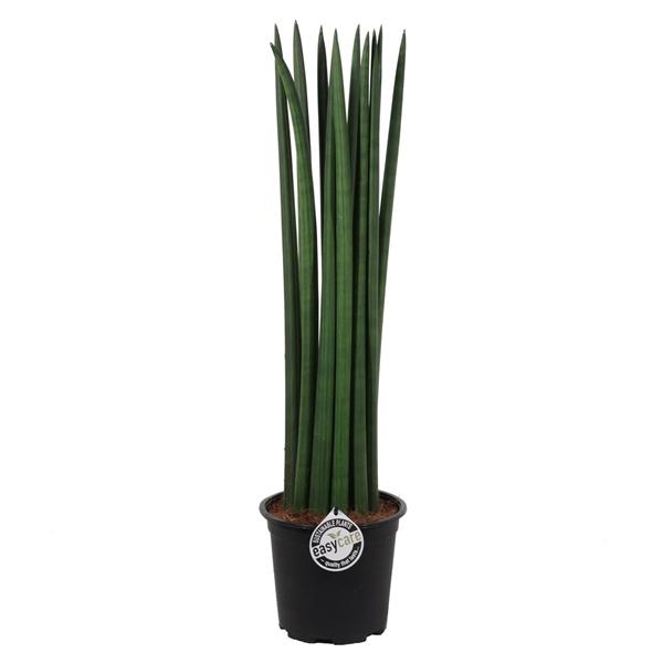 Sansevieria Cylindrica Straight  Bogenhanf Schwiegermutterzunge bessere Raumluft