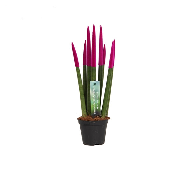 Sansevieria Cylindrica Straight -Spaghetti VELVET TOUCHZ®- 30 cm Bogenhanf Zimmerpflanze