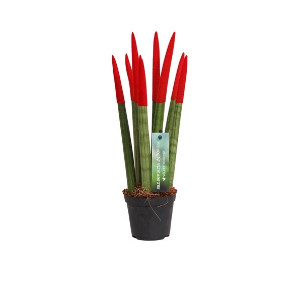 Sansevieria Cylindrica Straight -Spaghetti VELVET TOUCHZ®- 30 cm Bogenhanf Zimmerpflanze