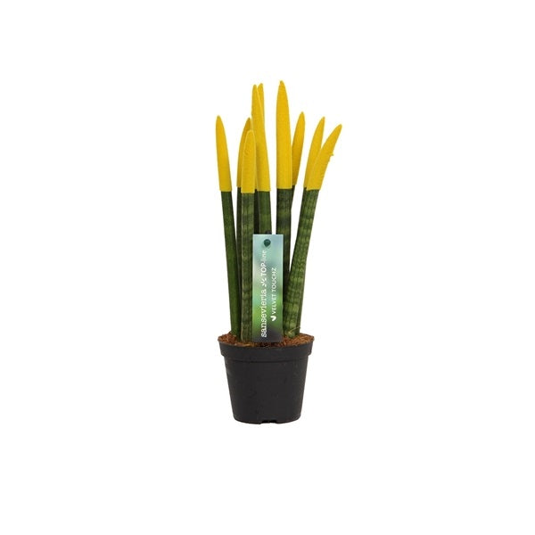 Sansevieria Cylindrica Straight -Spaghetti VELVET TOUCHZ®- 30 cm Bogenhanf Zimmerpflanze