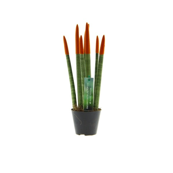 Sansevieria Cylindrica Straight -Spaghetti VELVET TOUCHZ®- 30 cm Bogenhanf Zimmerpflanze