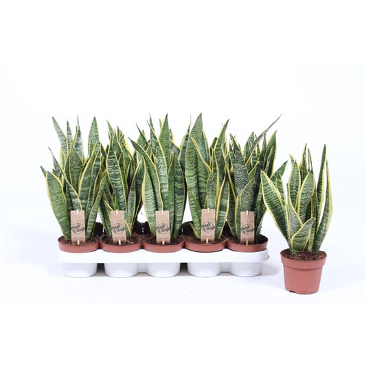 Sansevieria trifasciata Laurentii Hadí rostlina, lepší kvalita vnitřního ovzduší, pokojová rostlina