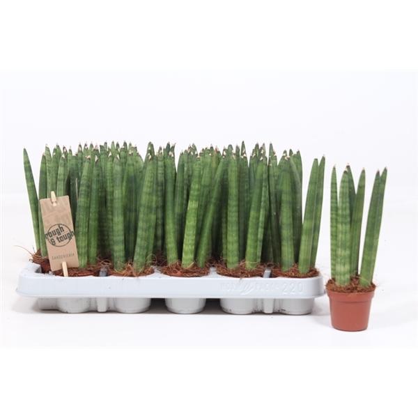 Sansevieria Cylindrica Straight Bogenhanf Schwiegermutterzunge bessere Raumluft