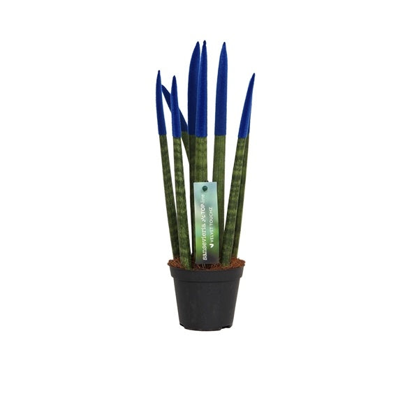 Sansevieria Cylindrica Straight -Spaghetti VELVET TOUCHZ®- 30 cm Bogenhanf Zimmerpflanze