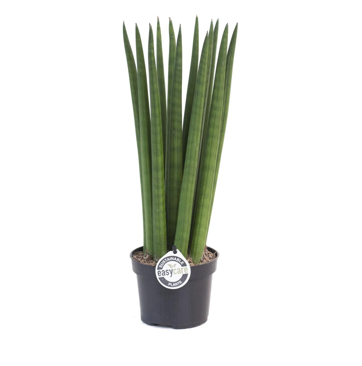 Sansevieria Cylindrica Straight Bogenhanf Schwiegermutterzunge bessere Raumluft