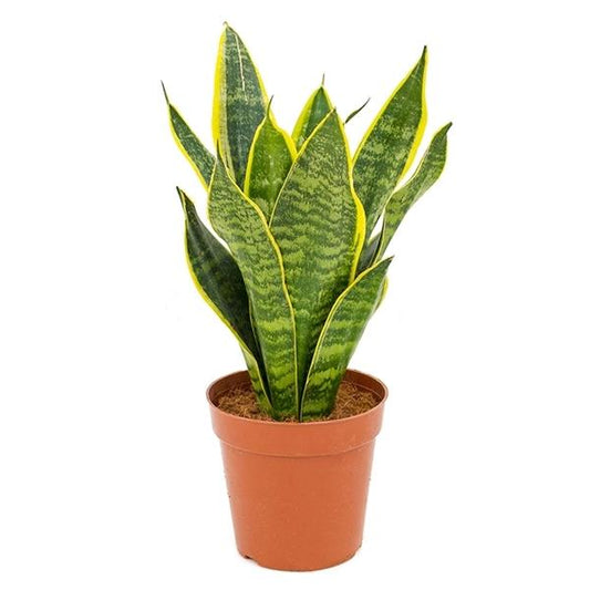 Sansevieria trifasciata Futura Superba barevná hadí rostlina