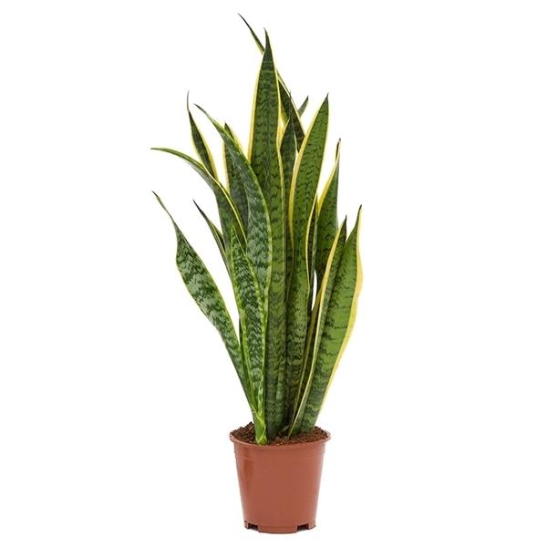 Sansevieria trifasciata Laurentii Hadí rostlina, lepší kvalita vnitřního ovzduší, pokojová rostlina