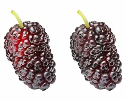 Maulbeere 'Mojo Berry' - Zwerg-Maulbeere - Morus rotundiloba 'Mojo Berry'