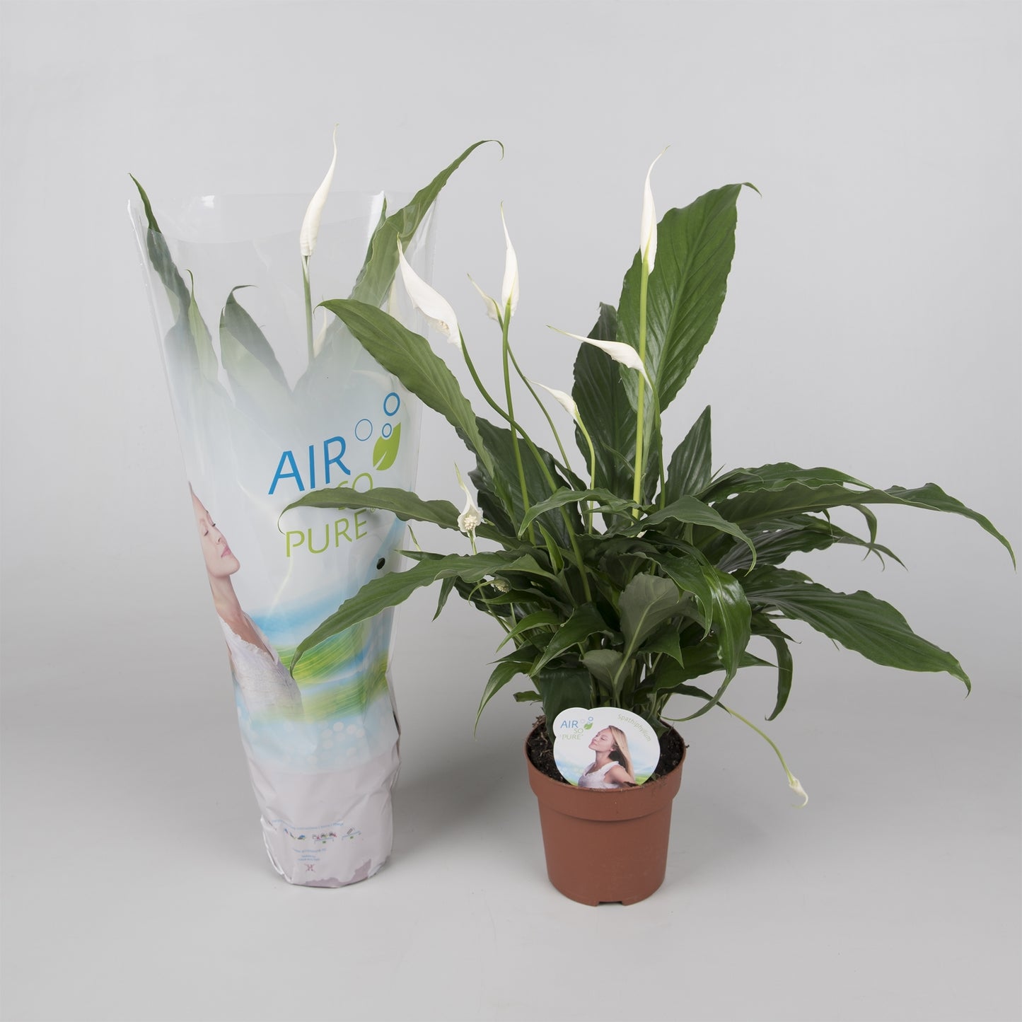 Spathiphyllum - mírumilovná lilie, list, zelená rostlina, pokojová rostlina, lepší vnitřní vzduch
