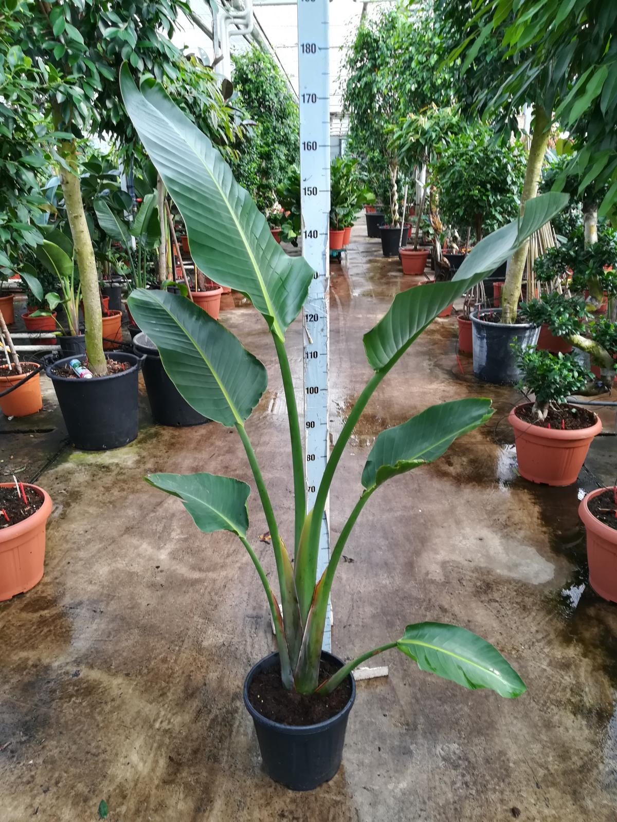 Strelitzia nicolai - Strelitzia - Rajský pták