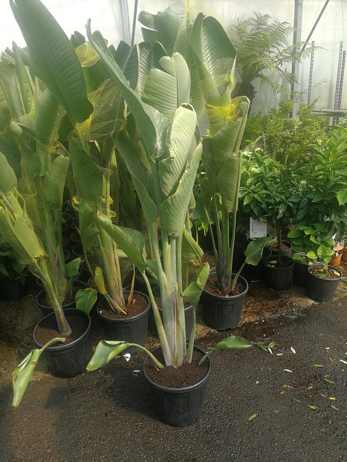 Strelitzia nicolai - Strelitzia - Rajský pták