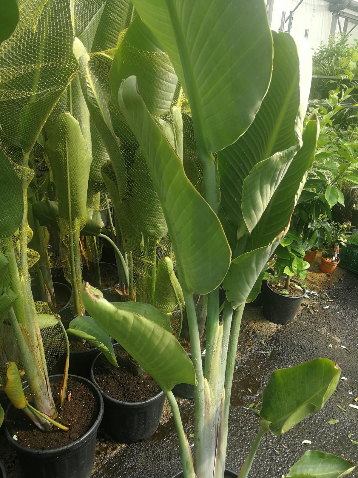 Strelitzia nicolai - Strelitzia - Rajský pták