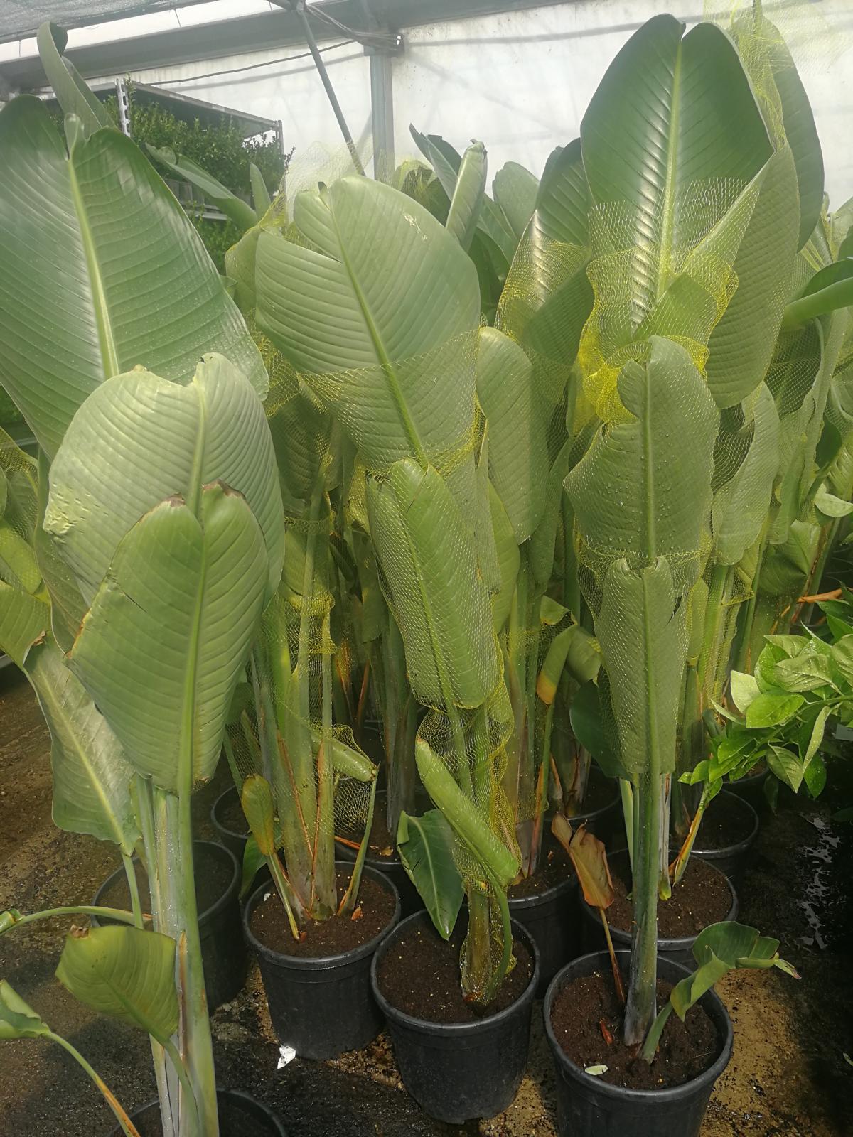 Strelitzia nicolai - Strelitzia - Rajský pták