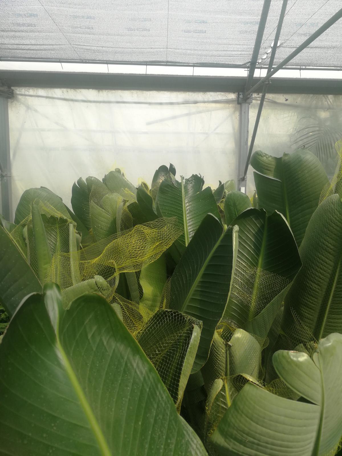 Strelitzia nicolai - Strelitzia - Rajský pták