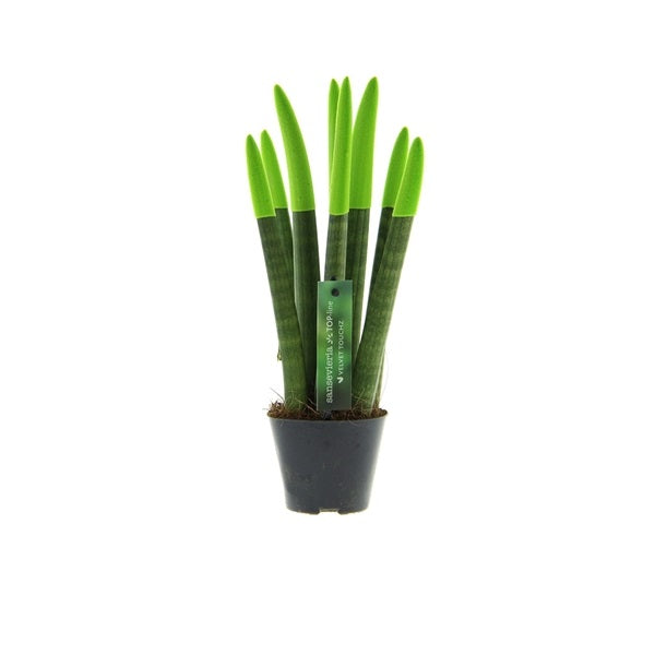 Sansevieria Cylindrica Straight -Spaghetti VELVET TOUCHZ®- 30 cm Bogenhanf Zimmerpflanze