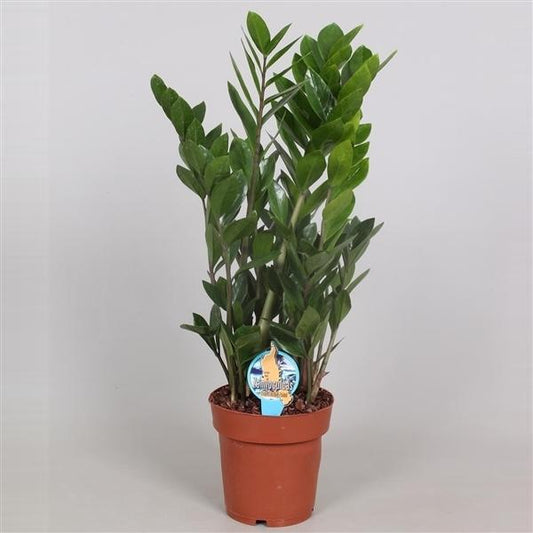 Zamioculcas Zamiifolia Zanzibar Lucky Bamboo pokojová rostlina