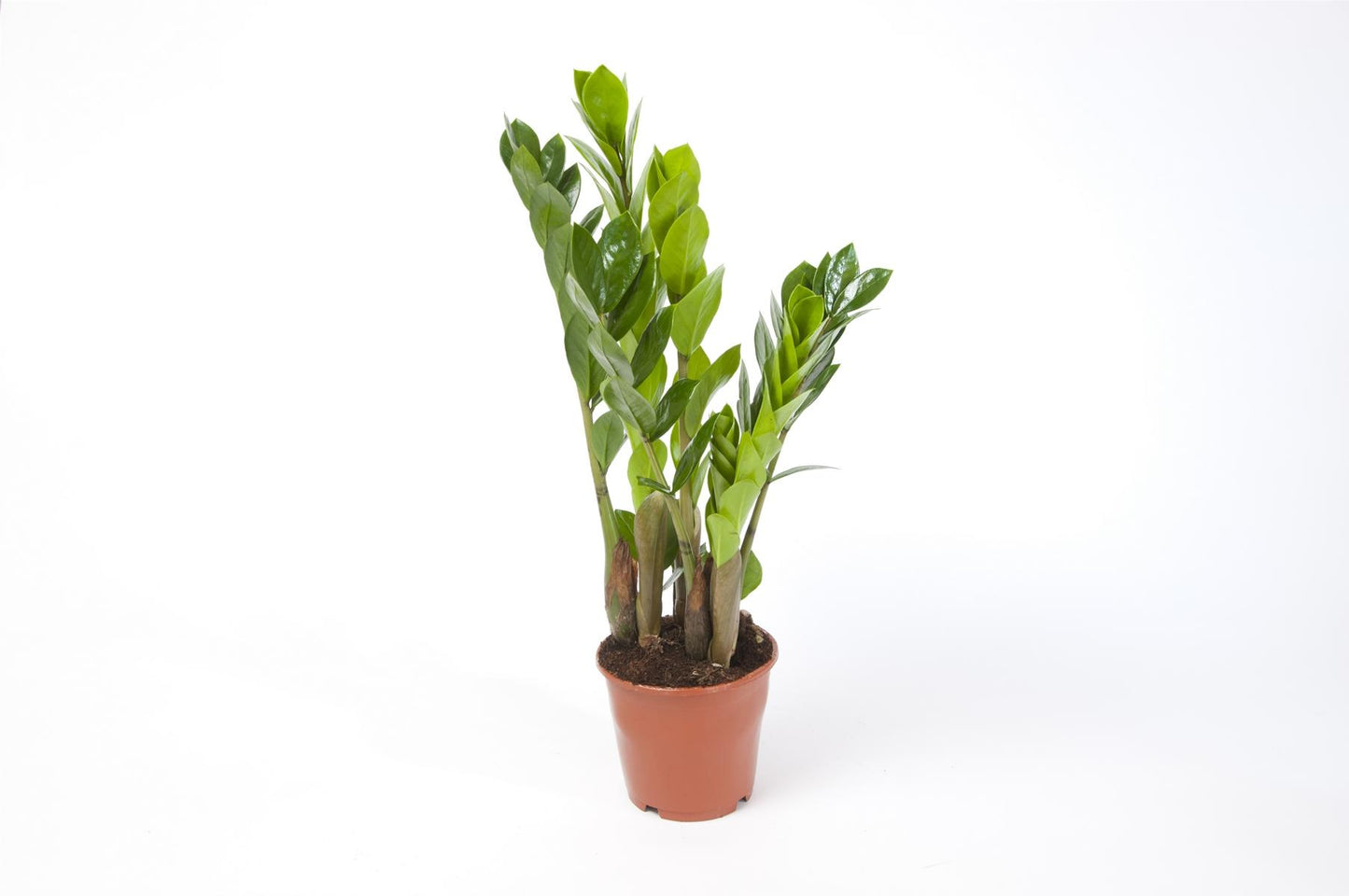 Zamioculcas Zamiifolia Zanzibar Glücksfeder Zimmerpflanze