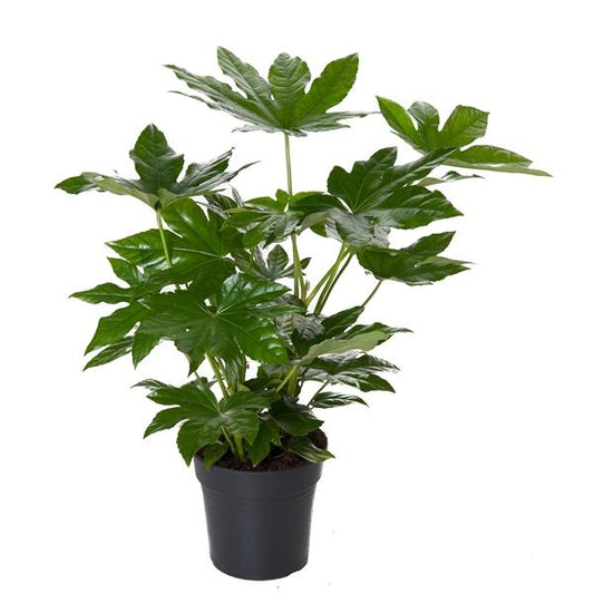 Fatsia japonica - Pokojová rostlina - Zelená rostlina