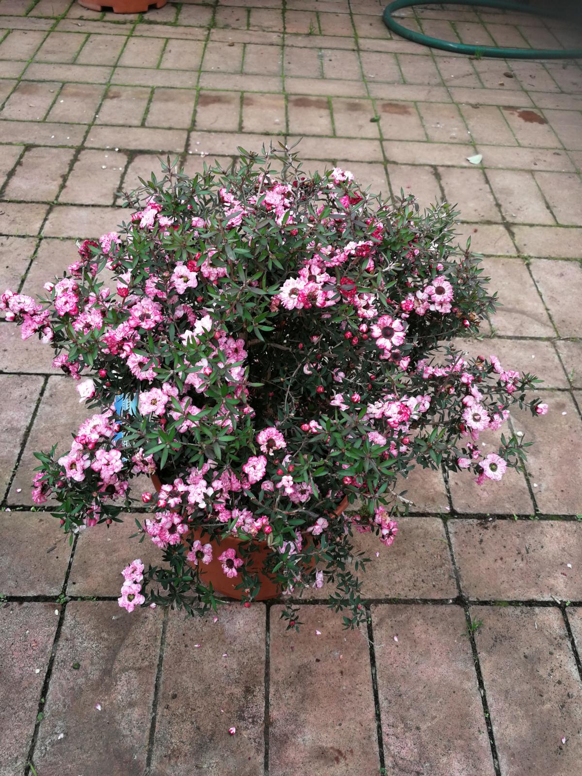 Myrta z jižního moře 60-70 cm růžový stonek Leptospermum scoparium - Manuka
