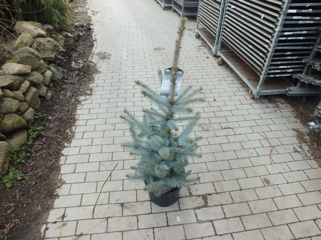 Edith's Blaufichte 'Edith' ca. 100 cm - Picea pungens 'Edith' - Blau-Fichte - extrem frosthart und stadtklimafest