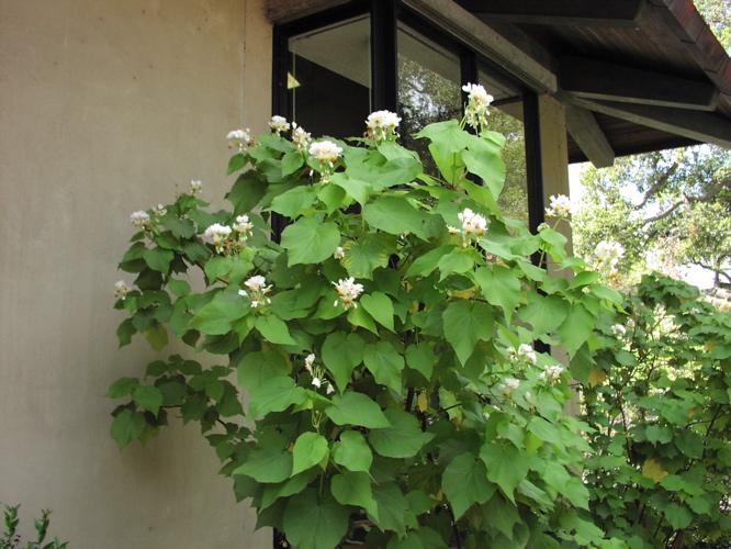 Zimmerlinde 40 cm - Sparmannia africana Zimmerpflanze