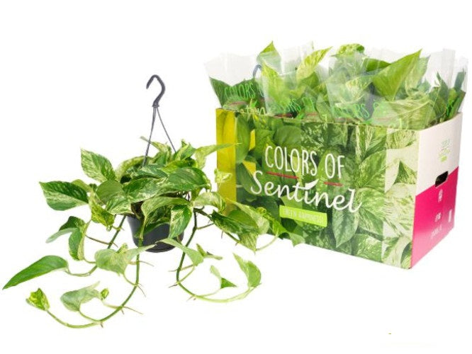 Epipremnum Marble Queen - Pothos Závěsná rostlina 40-44 cm dlouhé úponky Popínavá rostlina Snadná péče Závěsná rostlina Pokojová rostlina