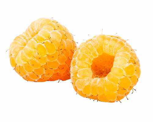 Gelbe Himbeere Rubus idaeus 'Golden Bliss'