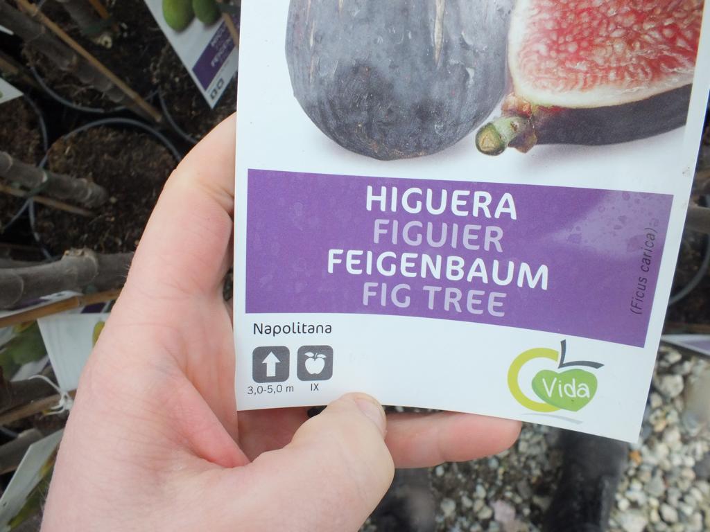 Feigenbaum- Ficus carica Napolitana ca. 100 cm kräftiger Stamm Obstbaum - echte Feige - Winterhart