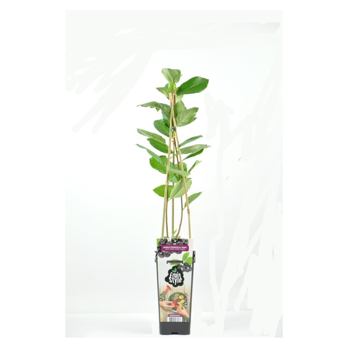 Arónie - Aronia prunifolia 'Viking'