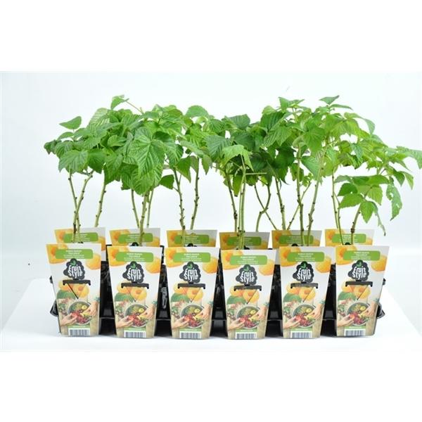 Rubus ideaus 'Fallgold' - Maliník - žlutý maliník