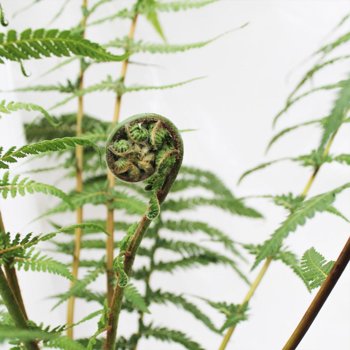 Baumfarn Dicksonia antarktica - Ein Relikt aus der Urzeit
