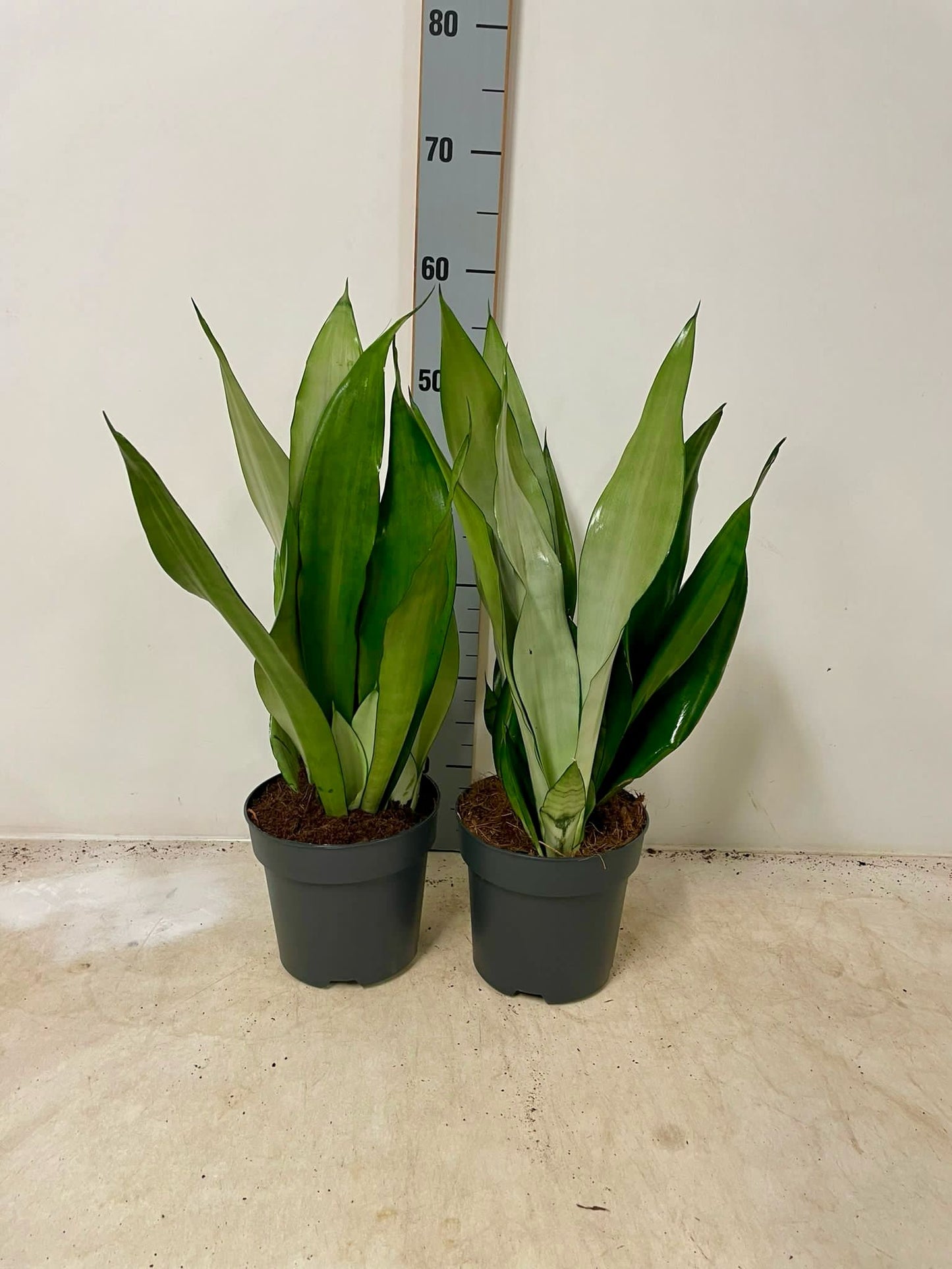 3 kusy Sansevieria mix 50-60 cm luk konopí lepší vnitřní ovzduší pokojová rostlina