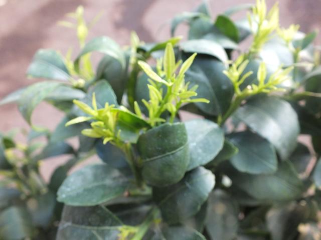 Yuzu hana 60-80 cm -Citrus junos 'Yuzu hana' - japanische Zitrone - frosthart bis -12°C