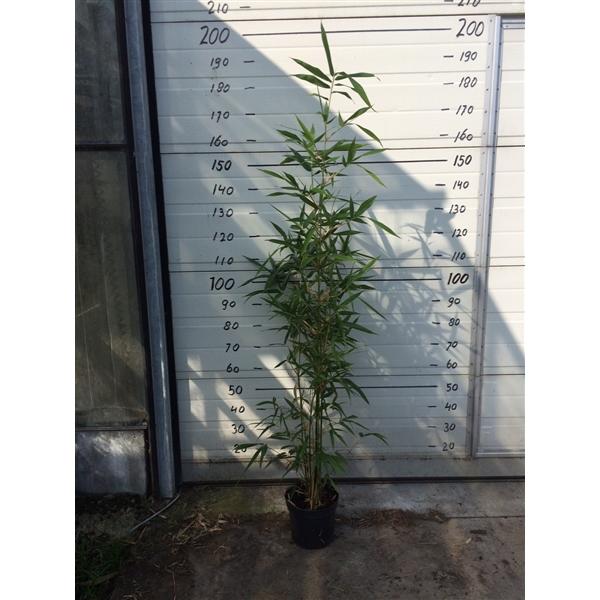 Semiarundinaria 'Viridis' - zelený chrámový bambus - zelený sloupovitý bambus