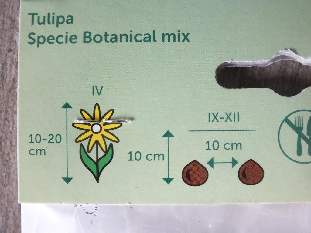 10 x Botanisch Mischung Tulpenzwiebeln - winterharter Pflanzen für Garten und Balkon -mehrjährig - für Topf und Beet