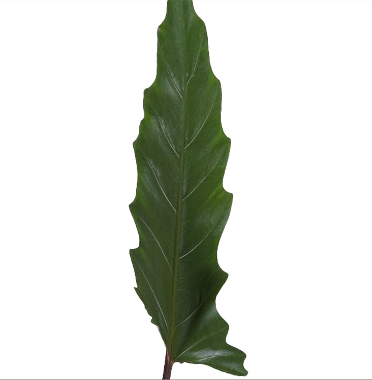 Alocasia Lauterbachiana - Šírovec - Pokojová rostlina - Listnatá rostlina
