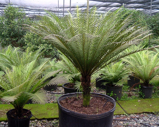 Blechnum silver lady 25 cm žebrovka - zakrslá stromová kapradina