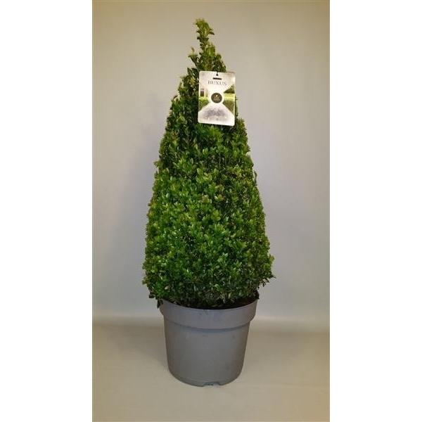 Buchsbaum Pyramide - Kegel 90 cm Buxus sempervirens