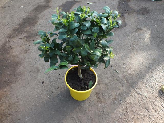 Citrus x junos - Yuzu 50-60 cm - Frostharte Zitrussorte bis -12°C - veredelt