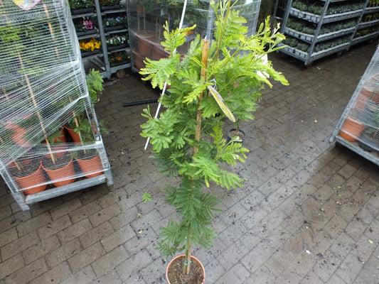 Mimosa dealbata Gaulois Canne cca. 140 cm žlutá mimóza zimní mimóza 'Gaulois'