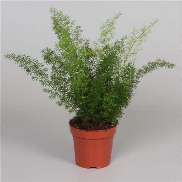 Asparagus Meyeri 35 cm - okrasný chřest - kapradina náprstník