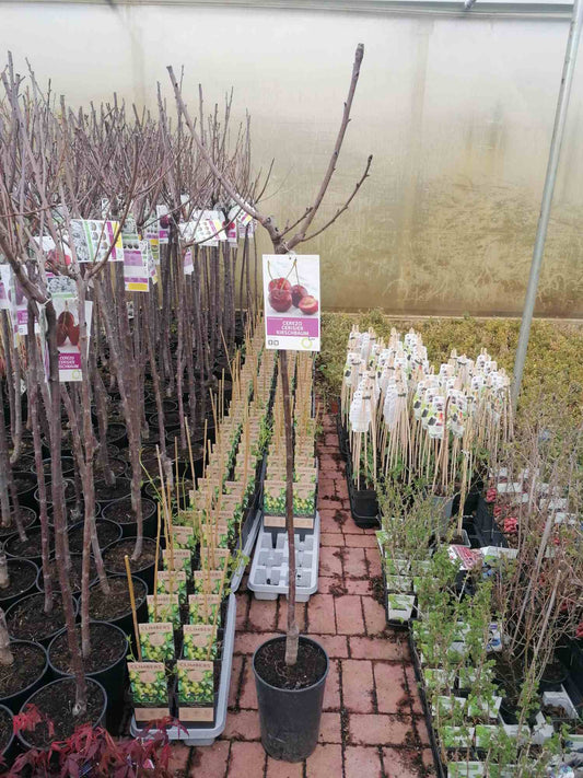 Kirschbaum - Prunus avium - Kirschbäume - Obstbaum