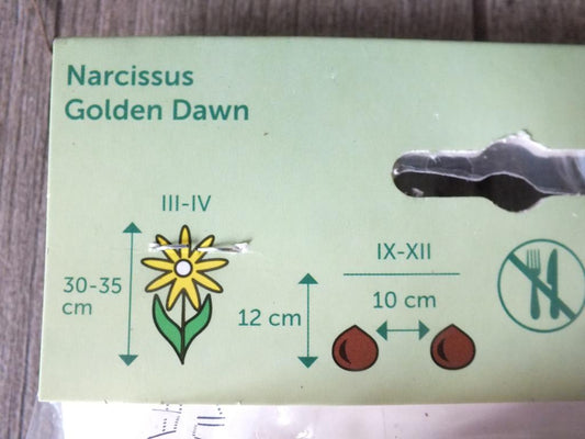7 cibulovin narcisů Golden Dawn - mrazuvzdorné rostliny do zahrady a na balkon - trvalky - do květináčů a záhonů