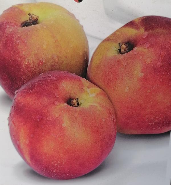 Prunus persica nucipersica Fantasia - 170-200 cm / Stamm 80-100 cm - Nektarine