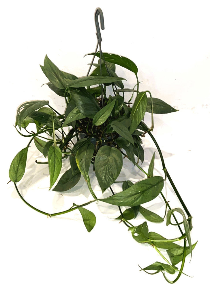 Epipremnum Cebu Blue závěsná rostlina - Pothos T40-44 cm dlouhé úponky Popínavá rostlina Snadno udržovatelná závěsná rostlina Pokojová rostlina